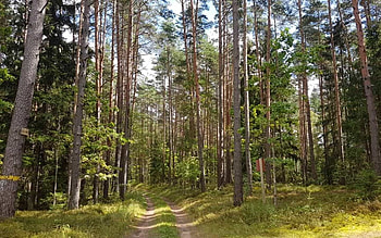 Forest Path, trees, Latvia, forest, path HD wallpaper