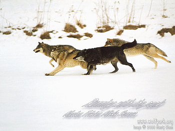 Running With The Pack, wolves running, pack, grey wolves, wolves, snow, black wolves, nature HD wallpaper