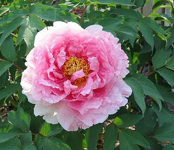 tree peony, peony HD wallpaper
