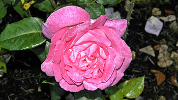 Pink Rose, rose, amazon, pink, beautiful HD wallpaper