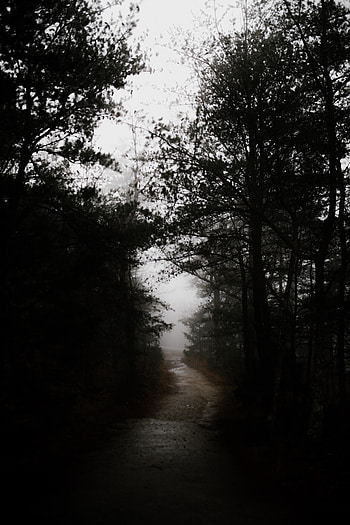 Nature, Road, Forest, Gloomy, Gloomily HD phone wallpaper