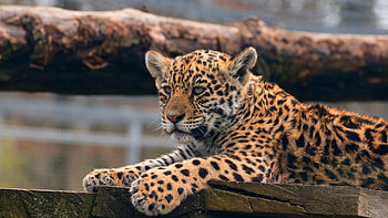 Leopard, cub, baby animal, predator HD wallpaper