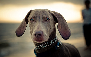 Animals, Muzzle, Sight, Opinion, Ears, Nose, Collar HD wallpaper