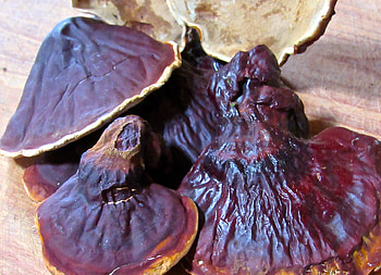 Double extracted Reishi, Mushroom tincture, Running waters, Homestead HD wallpaper
