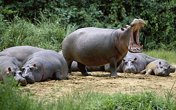 Top , Backgrounds, Hippopotamus HD wallpaper