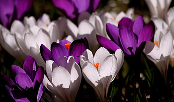 Crocus Flowers!, purple, white, crocus, nature, flowers HD wallpaper