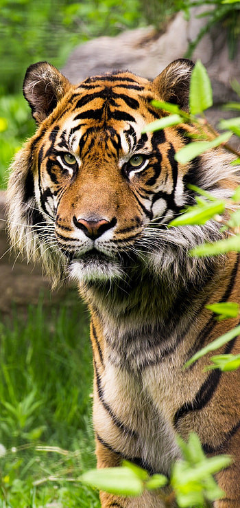 Animal Tiger, Savage predator, Natural instincts, Wildlife fascination HD phone wallpaper