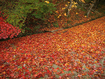 Nature, Autumn, Leaves, Fallen HD wallpaper