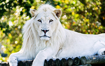 White Lion, lion, animals HD wallpaper