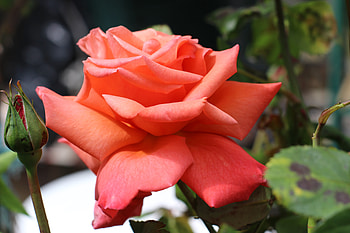 Flowers, Rose Flower, Rose, Petals, Bud, Close-Up HD wallpaper