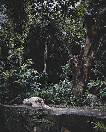 Animals, Predator, Wildlife, Tiger, Animal, White Tiger HD phone wallpaper
