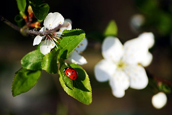 Lady in spring, leaves, ladybug, blossoms, green, red, spring HD wallpaper
