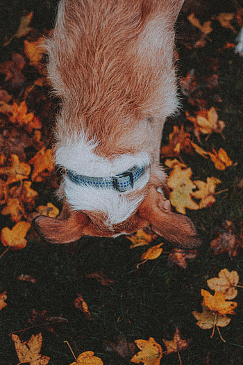 Animals, Grass, Autumn, Leaves, Dog, Pet HD phone wallpaper