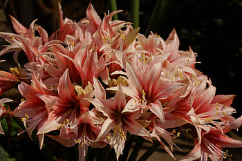 Flowers, Buds, Stamens, Variegated, Mottled, Amaryllis HD wallpaper