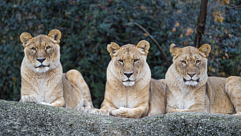 Animals, Predator, Big Cat, Sight, Opinion, Lioness HD wallpaper