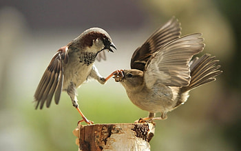 Sparrow , backgrounds HD wallpaper