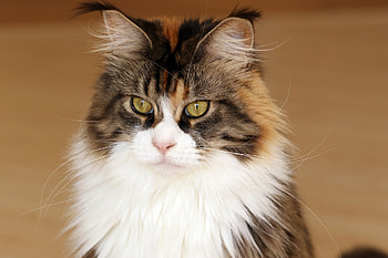 Calico, Maine Coon HD wallpaper