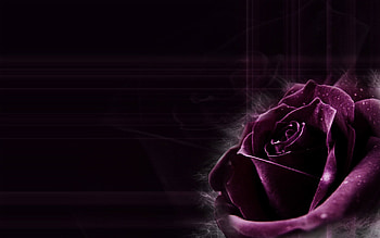 Dark Purple Rose Backgrounds & - Becuo HD wallpaper