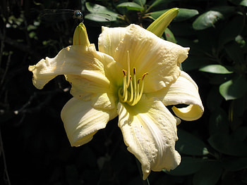 flower, nature, flowers HD wallpaper