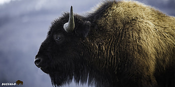 Bison for XFCE , Buffalo beauty in high-definition, Eye-catching buffalo ry, Stunning buffalo background HD wallpaper