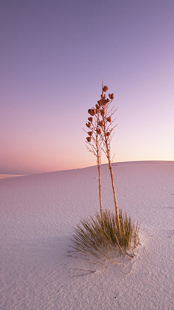 Windows 10 spotlight, Dusk in New Mexico, USA, National monument HD phone wallpaper