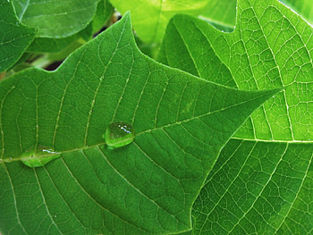 Plants, Leaves, Drops HD wallpaper