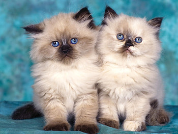 Animals, Sit, Fluffy, Pair, Couple, Kittens HD wallpaper