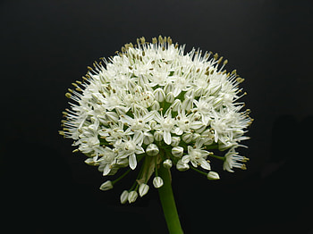 White Blossom, white, nature, blossom HD wallpaper