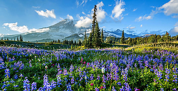 Mount Rainier flowers, Washington State travels HD wallpaper