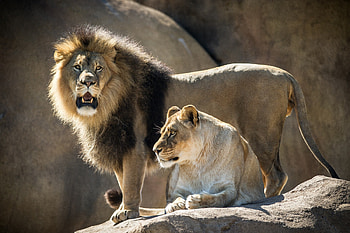 ***Lions Family ***, ladowe, zwierzeta, para, lwow HD wallpaper