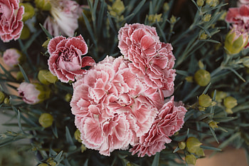 Flowers, Pink, Carnations HD wallpaper