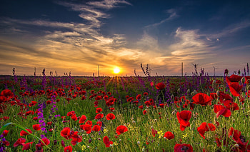 Poppy, nature, tree, flower HD wallpaper