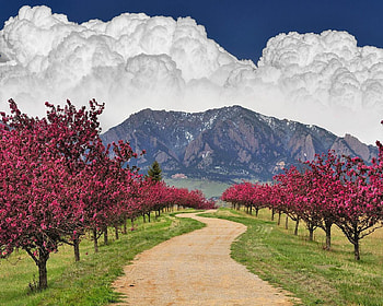 Spring Trail Colorado, blue, white, grass, fluffy, mountain, pink, blossoms, green, clouds, trees, road, nature, sky HD wallpaper