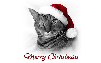 Animals, Holidays, Cats, New Year, Christmas, Xmas HD wallpaper