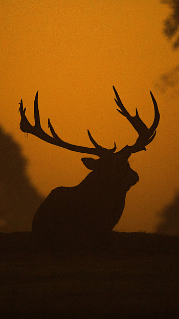 Deer, nature, animal HD phone wallpaper