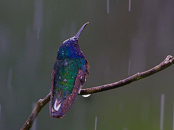 Beautiful Bird, cool, beautiful, bird HD wallpaper