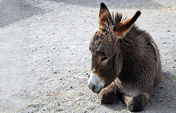 Cuddly Ass, cuddle, ass, donkey, young HD wallpaper