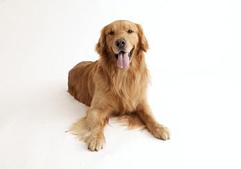 cute dog, dog, cute, happy, fluffy HD wallpaper