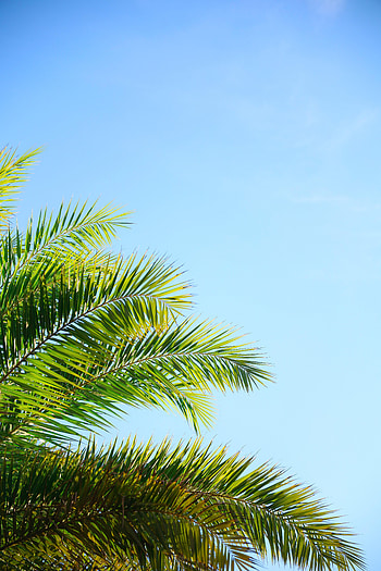 Nature, Sky, Plant, Palm, Branches HD phone wallpaper