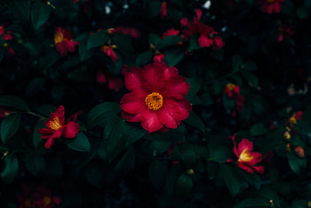 Flowers, Pink, Bush, Plant, Bloom, Flowering HD wallpaper