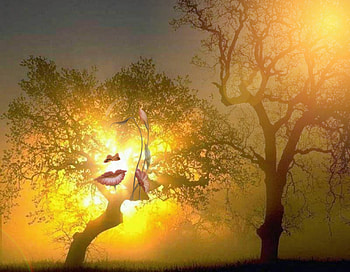 Arbre visage......, tree and face, arbre visage fleurs HD wallpaper