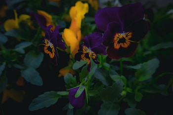 Flower, flower, graphy HD wallpaper