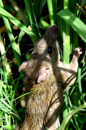 Rice Field Rat , Farmland Rodents, Agricultural Impact, Ecological Interactions HD phone wallpaper