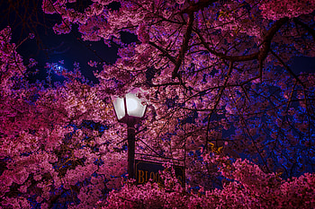 Spring, Night, Sakura, Miscellanea, Miscellaneous, Lamp, Lantern, Blooms HD wallpaper