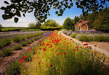 Lavender field, house, meadow, beautiful, tree, summer, poppies, rows, pretty, field, freshness, lavender, flowers, cottage, lovely, countryside HD wallpaper