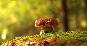 Analyse mushrooms, Sylvia Plath nightingale, Literary inspiration, Mushroom symbolism HD wallpaper