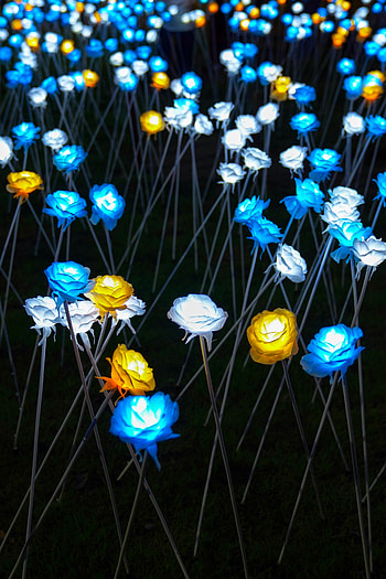 Roses, Miscellanea, Miscellaneous, Backlight, Illumination, Lighting, Flashlights HD phone wallpaper