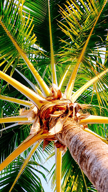 palm tree, Stunning scenery HD phone wallpaper