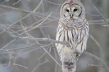 Barred owl, Owls HD wallpaper