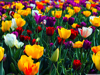 nature , garden, nature, flowers, beautyfull flowers HD wallpaper